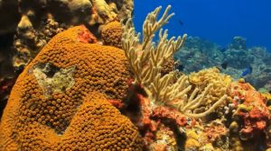 Coral Destroying Disease