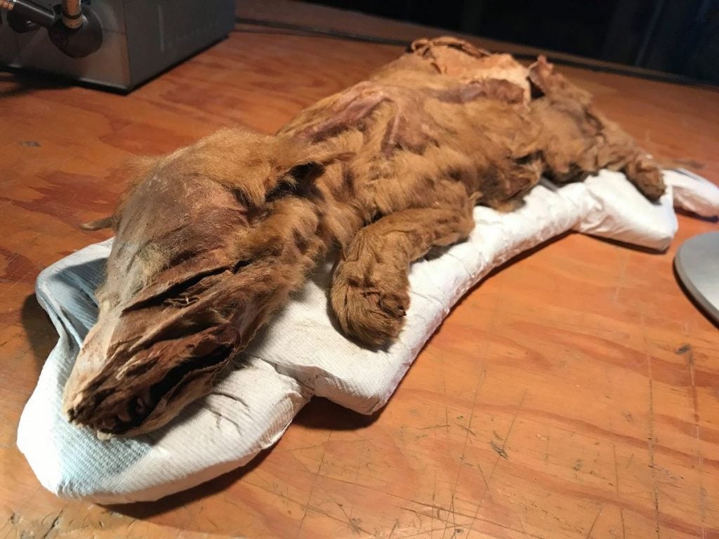 Mummified Wolf Pup