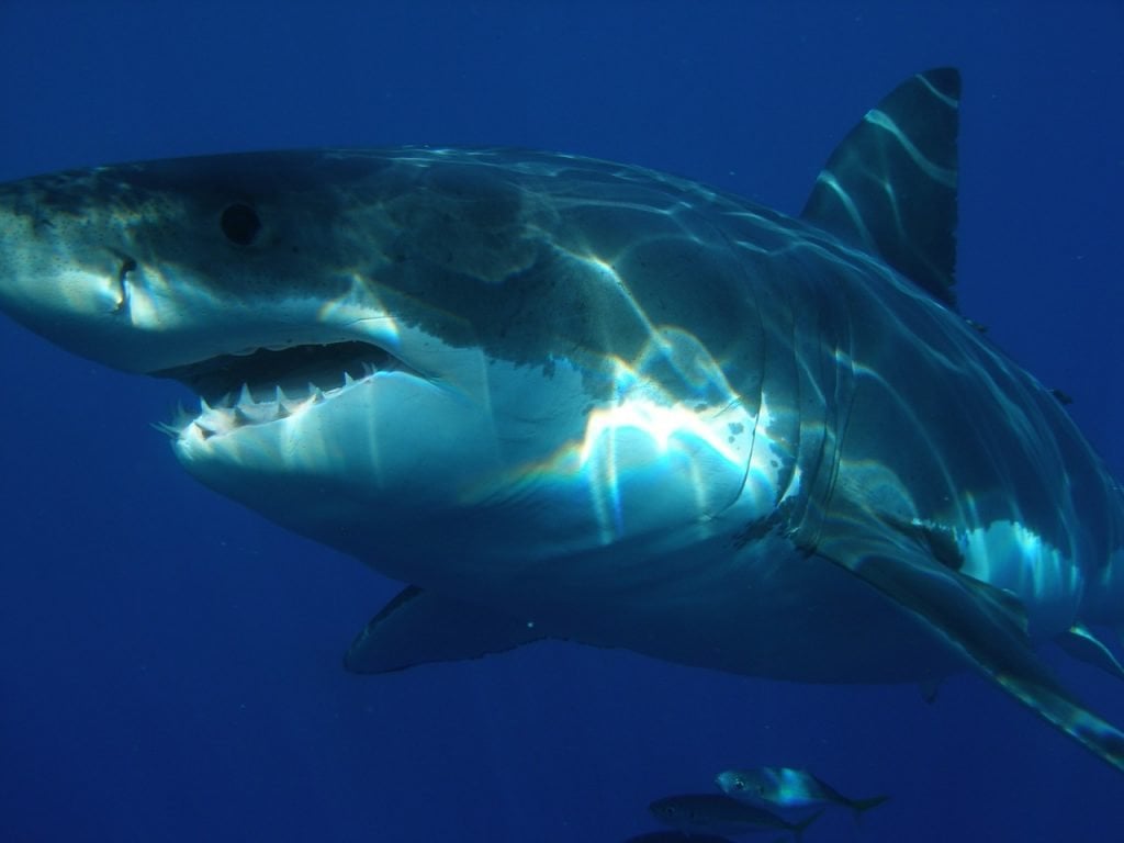 Decoded Great White Shark Genome