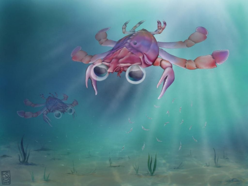 Platypus Crab