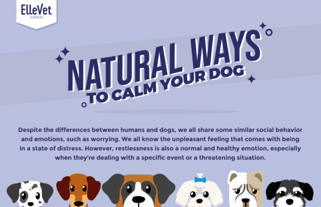 Calm Your Dog