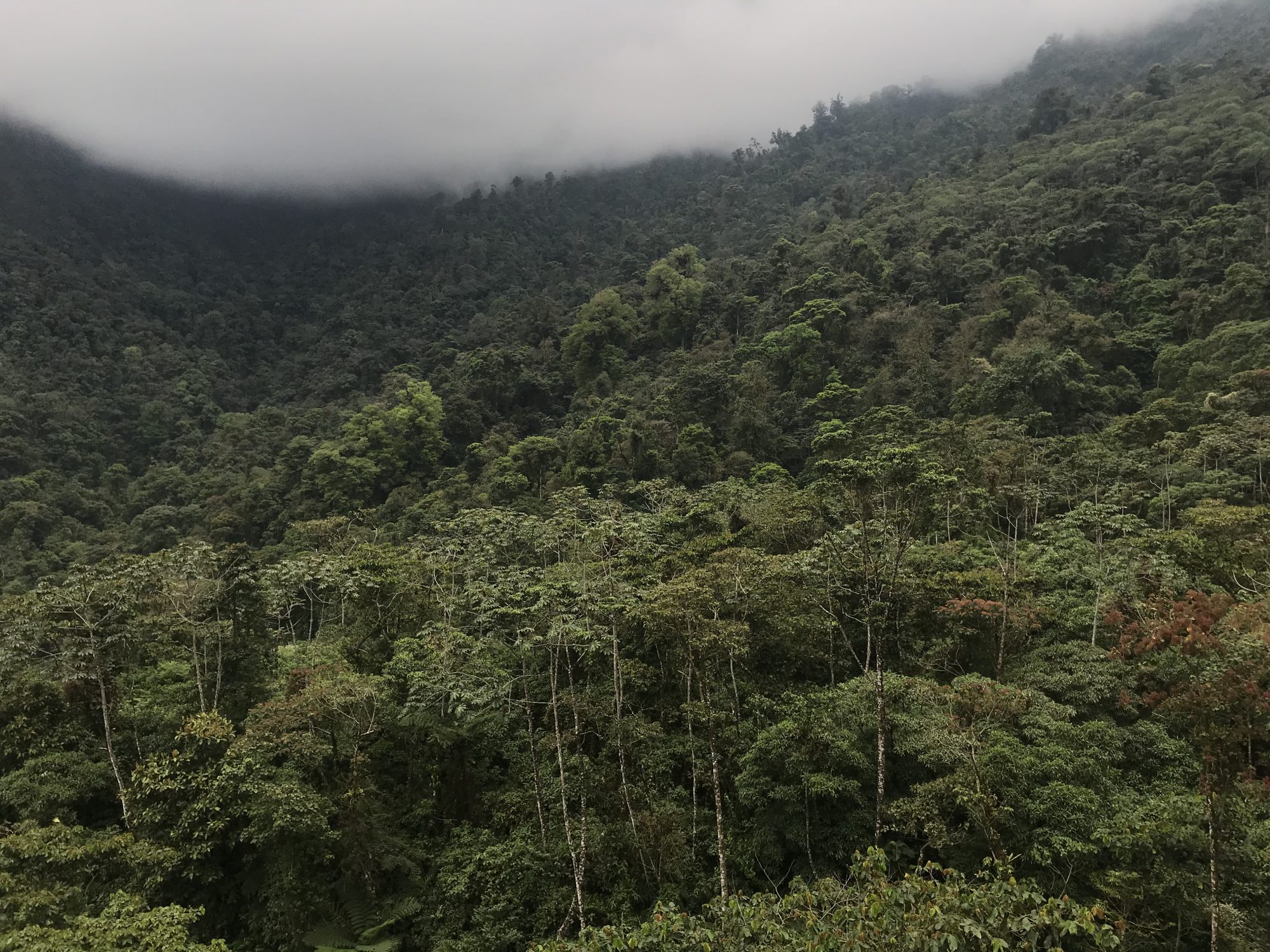 джунгли гватемалы